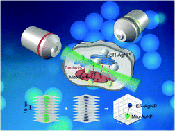 Graphical abstract: Cubic spline-based depth-dependent localization of mitochondria-endoplasmic reticulum contacts by three-dimensional light-sheet super-resolution microscopy