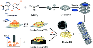 Graphical abstract: A three-dimensional hydrogel-modified indium tin oxide electrode with enhanced performance for in situ electrochemical detection of extracellular H2O2