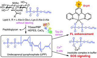 Graphical abstract: Effective assay of bacterial transglycosylation by molecular turn-on sensing and a second-order scattering effect