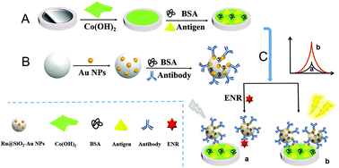 Graphical abstract: A novel electrochemiluminescence immunosensing strategy fabricated by Co(OH)2 two-dimensional nanosheets and Ru@SiO2–Au NPs for the highly sensitive detection of enrofloxacin