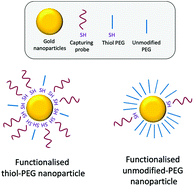 Graphical abstract: Dispersion-enhancing surface treatment of AuNPs for a reduced probe loading and detection limit using t-SPR detection