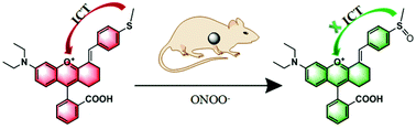 Graphical abstract: Construction of a near-infrared fluorescent probe for ratiometric imaging of peroxynitrite during tumor progression