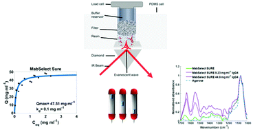 Graphical abstract: Insight into purification of monoclonal antibodies in industrial columns via studies of Protein A binding capacity by in situ ATR-FTIR spectroscopy