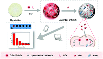 Graphical abstract: A fluorescence color card for point-of-care testing (POCT) and its application in simultaneous detection