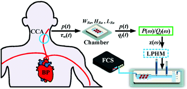 Graphical abstract: A microfluidic system for precisely reproducing physiological blood pressure and wall shear stress to endothelial cells