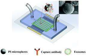 Graphical abstract: Microsphere mediated exosome isolation and ultra-sensitive detection on a dielectrophoresis integrated microfluidic device