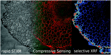 Graphical abstract: Megapixel scanning transmission soft X-ray microscopy imaging coupled with compressive sensing X-ray fluorescence for fast investigation of large biological tissues