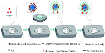 Graphical abstract: Flower-like gold nanoparticles labeled and silver deposition rapid vertical flow technology for highly sensitive detection of Brucella antibodies