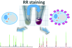 Graphical abstract: Ruthenium red: a highly efficient and versatile cell staining agent for single-cell analysis using inductively coupled plasma time-of-flight mass spectrometry