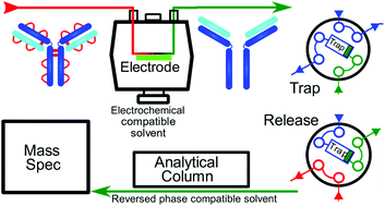 Graphical abstract: Inline electrochemical reduction of NISTmAb for middle-up subunit liquid chromatography-mass spectrometry analysis