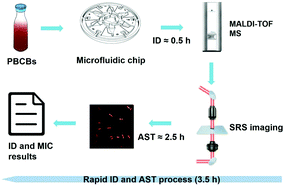 Graphical abstract: A rapid procedure for bacterial identification and antimicrobial susceptibility testing directly from positive blood cultures