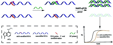 Graphical abstract: Xeno nucleic acid probes mediated methylation-specific PCR for single-base resolution analysis of N6-methyladenosine in RNAs