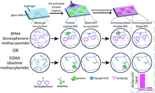 Graphical abstract: Comparison of photoactivatable crosslinkers for in-gel immunoassays