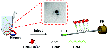 Graphical abstract: Dual-functional gold–iron oxide core–satellite hybrid nanoparticles for sensitivity enhancement in biosensors via nanoplasmonic and preconcentration effects