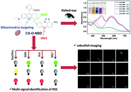 Graphical abstract: Sulphide activity-dependent multicolor emission dye and its applications in in vivo imaging