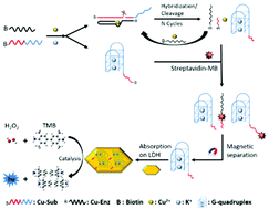 Graphical abstract: Ni/Fe layered double hydroxide nanosheet/G-quadruplex as a new complex DNAzyme with highly enhanced peroxidase-mimic activity