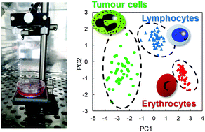 Graphical abstract: Lensless imaging-based discrimination between tumour cells and blood cells towards circulating tumour cell cultivation