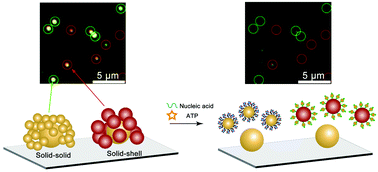 Graphical abstract: Core-satellite assembly of gold nanoshells on solid gold nanoparticles for a color coding plasmonic nanosensor