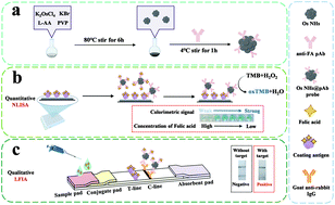 Graphical abstract: A bifunctional immunosensor based on osmium nano-hydrangeas as a catalytic chromogenic and tinctorial signal output for folic acid detection