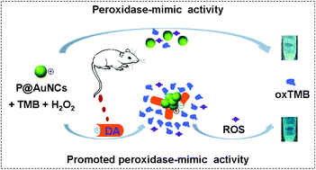 Graphical abstract: Colorimetric monitoring of serum dopamine with promotion activity of gold nanocluster-based nanozymes