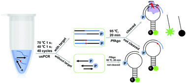 Graphical abstract: Combination of ultrashort PCR and Pyrococcus furiosus Argonaute for DNA detection