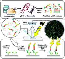 Graphical abstract: Retroreflection-based sandwich type affinity sensing of isothermal gene amplification products for foodborne pathogen detection