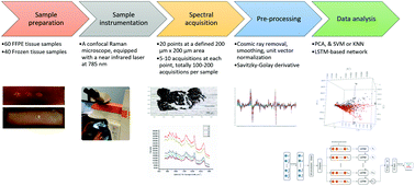 Graphical abstract: Development of deep learning algorithms to discriminate giant cell tumors of bone from adjacent normal tissues by confocal Raman spectroscopy