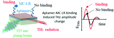 Graphical abstract: High-sensitivity small-molecule detection of microcystin-LR cyano-toxin using a terahertz-aptamer biosensor