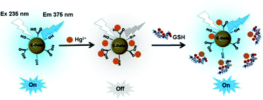 Graphical abstract: Turning waste into treasure: chicken eggshell membrane derived fluorescent carbon nanodots for the rapid and sensitive detection of Hg2+ and glutathione