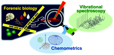 Graphical abstract: Recent advances of vibrational spectroscopy and chemometrics for forensic biological analysis