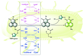 Graphical abstract: A fluorescent probe for specifically measuring the overall thioredoxin and glutaredoxin reducing activity in bacterial cells