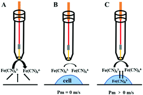 Graphical abstract: In situ monitoring of the effect of Cu2+ on the membrane permeability of a single living cell with a dual-electrode tip of a scanning electrochemical microscope