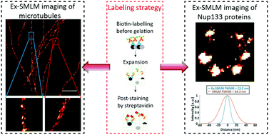 Graphical abstract: A labeling strategy with effective preservation of fluorophores for expansion single-molecule localization microscopy (Ex-SMLM)
