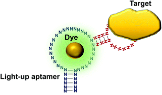 Graphical abstract: The dynamicity of light-up aptamers in one-pot in vitro diagnostic assays