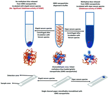 Graphical abstract: A paper microfluidic device based colorimetric sensor for the detection and discrimination of elapid versus viper envenomation