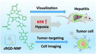 Graphical abstract: Visualizing nitroreductase activity in living cells and tissues under hypoxia and hepatic inflammation