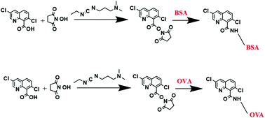 Graphical abstract: Gold-based immunochromatographic assay strip for the detection of quinclorac in foods