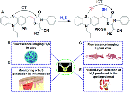 Graphical abstract: A phenothiazine-based turn-on fluorescent probe for the selective detection of hydrogen sulfide in food, live cells and animals