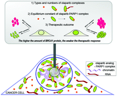 Graphical abstract: Quantitative analysis of biochemical processes in living cells at a single-molecule level: a case of olaparib–PARP1 (DNA repair protein) interactions