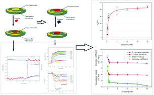 Graphical abstract: Analysis of trypsin activity at β-casein layers formed on hydrophobic surfaces using a multiharmonic acoustic method