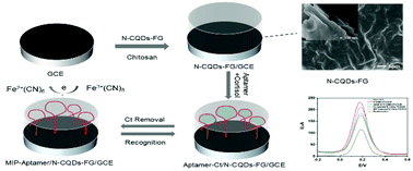 Graphical abstract: Molecularly imprinted electrochemical aptasensor based on functionalized graphene and nitrogen-doped carbon quantum dots for trace cortisol assay