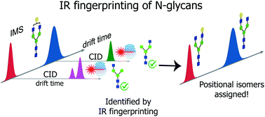 Graphical abstract: Identification of N-glycan positional isomers by combining IMS and vibrational fingerprinting of structurally determinant CID fragments
