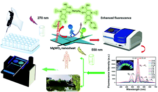 Graphical abstract: An enhanced fluorescent probe through the strategy of using MgWO4 nanosheets to enhance terbium ion luminescence for highly sensitive and point-of-care visual quantitative testing of ciprofloxacin integrated with a low-cost smartphone-based platform