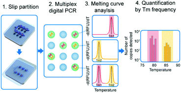 Graphical abstract: Multiplex digital PCR with digital melting curve analysis on a self-partitioning SlipChip