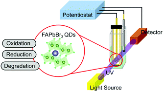 Graphical abstract: Role of electrochemical reactions in the degradation of formamidinium lead halide hybrid perovskite quantum dots