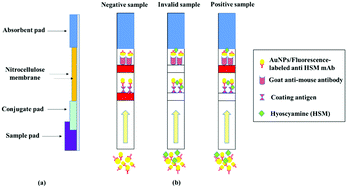 Graphical abstract: Fluorescence-based immunochromatographic test strip for the detection of hyoscyamine