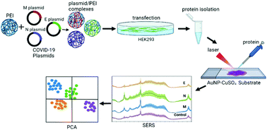 Graphical abstract: Investigation of mammalian cells expressing SARS-CoV-2 proteins by surface-enhanced Raman scattering and multivariate analysis