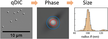 Graphical abstract: Sizing individual dielectric nanoparticles with quantitative differential interference contrast microscopy