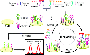 Graphical abstract: Target-driven assembly of DNAzyme probes for simultaneous electrochemical detection of multiplex microRNAs