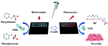 Graphical abstract: An enzyme cascade fluorescence-based assay for the quantification of phenylalanine in serum